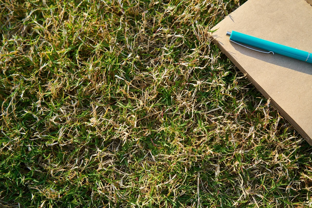 grass, notebook, pen, blue, green, paper, page, empty, to write, to read, notes, work, nature, office, study, book, daily, note, retro, author, education, writing, document, poet. 3 things to check in tax preparation software
