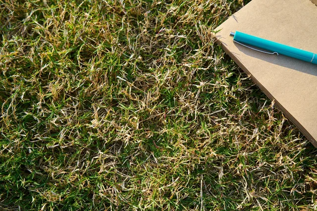 grass, notebook, pen, blue, green, paper, page, empty, to write, to read, notes, work, nature, office, study, book, daily, note, retro, author, education, writing, document, poet. 3 things to check in tax preparation software